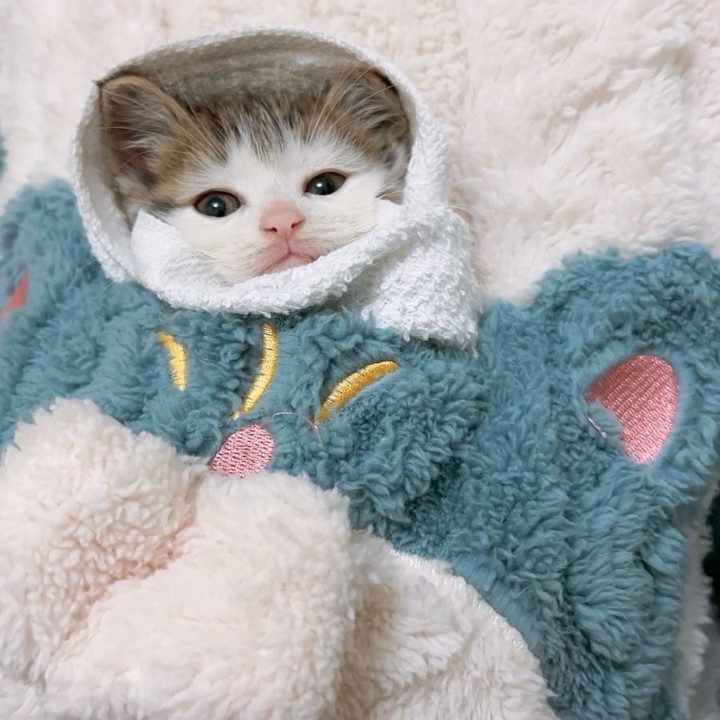 The Teal Blanket Takeover