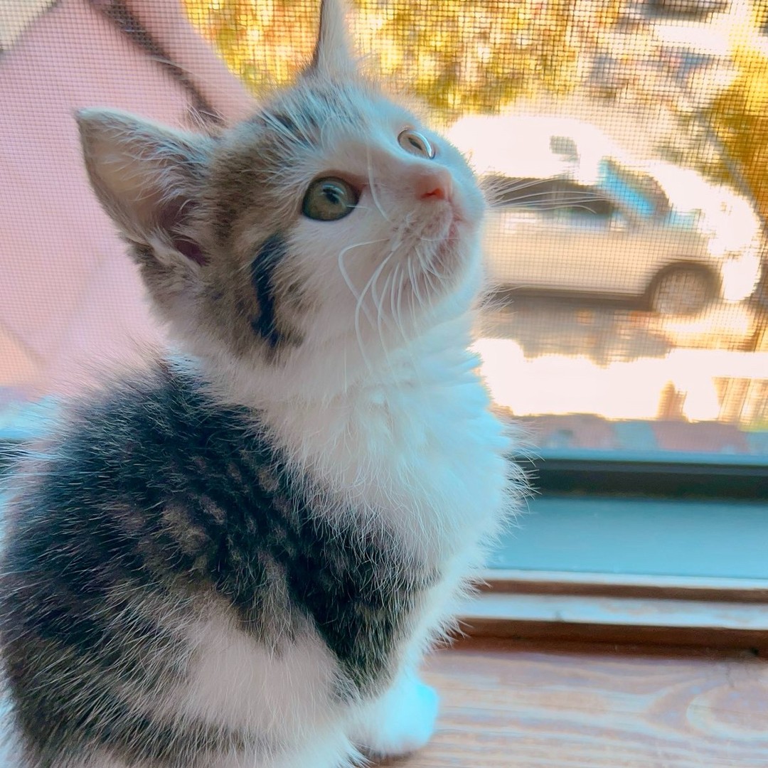 Golden Hour Window Watcher