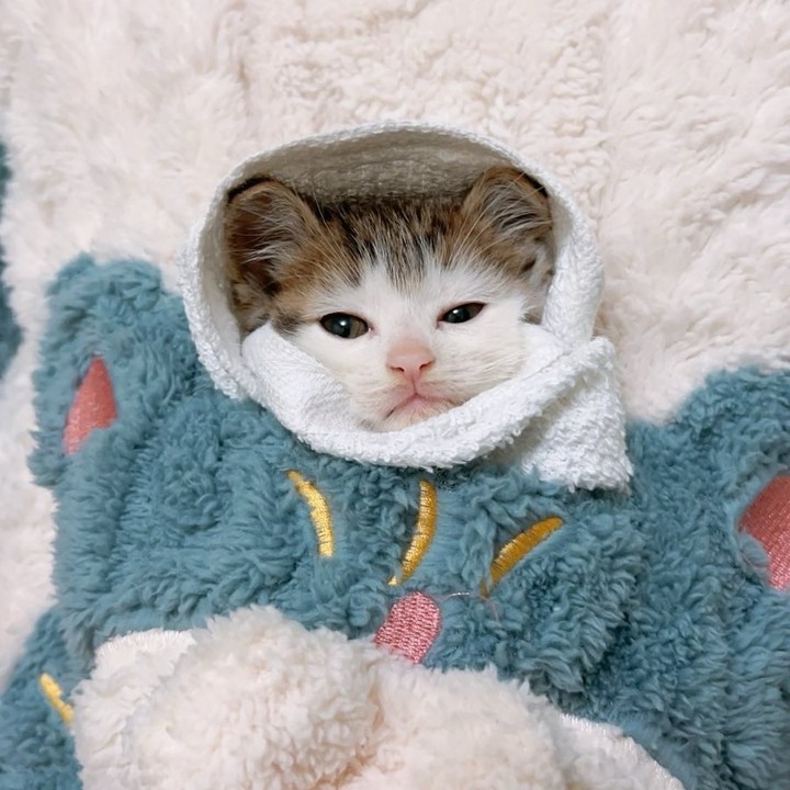 Round-Face Burrito Energy