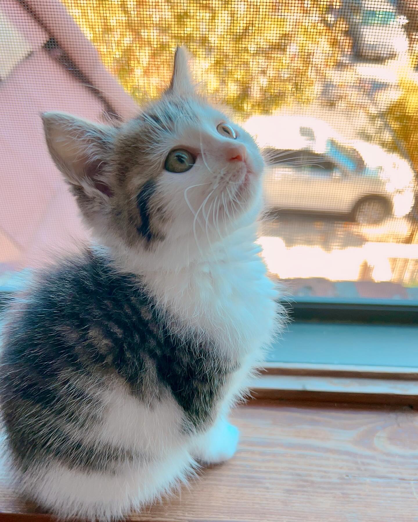 The Unblinking Stare