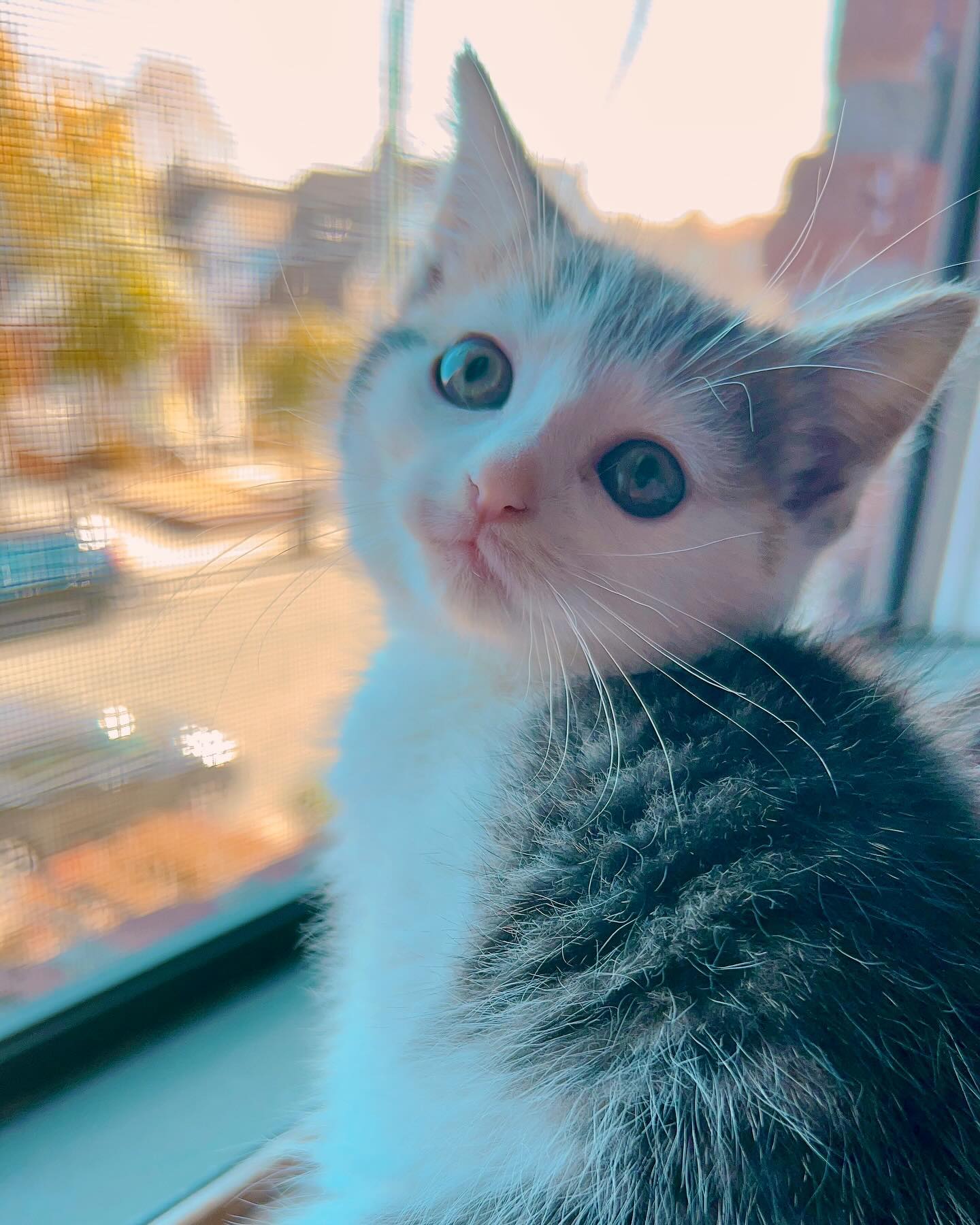 Eyes That Can't Pick a Color