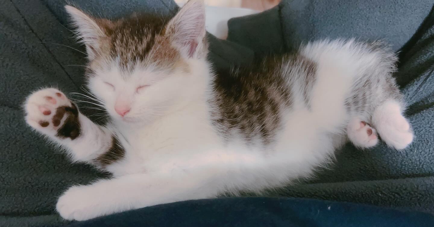 Zero Worries, Full Toe Beans