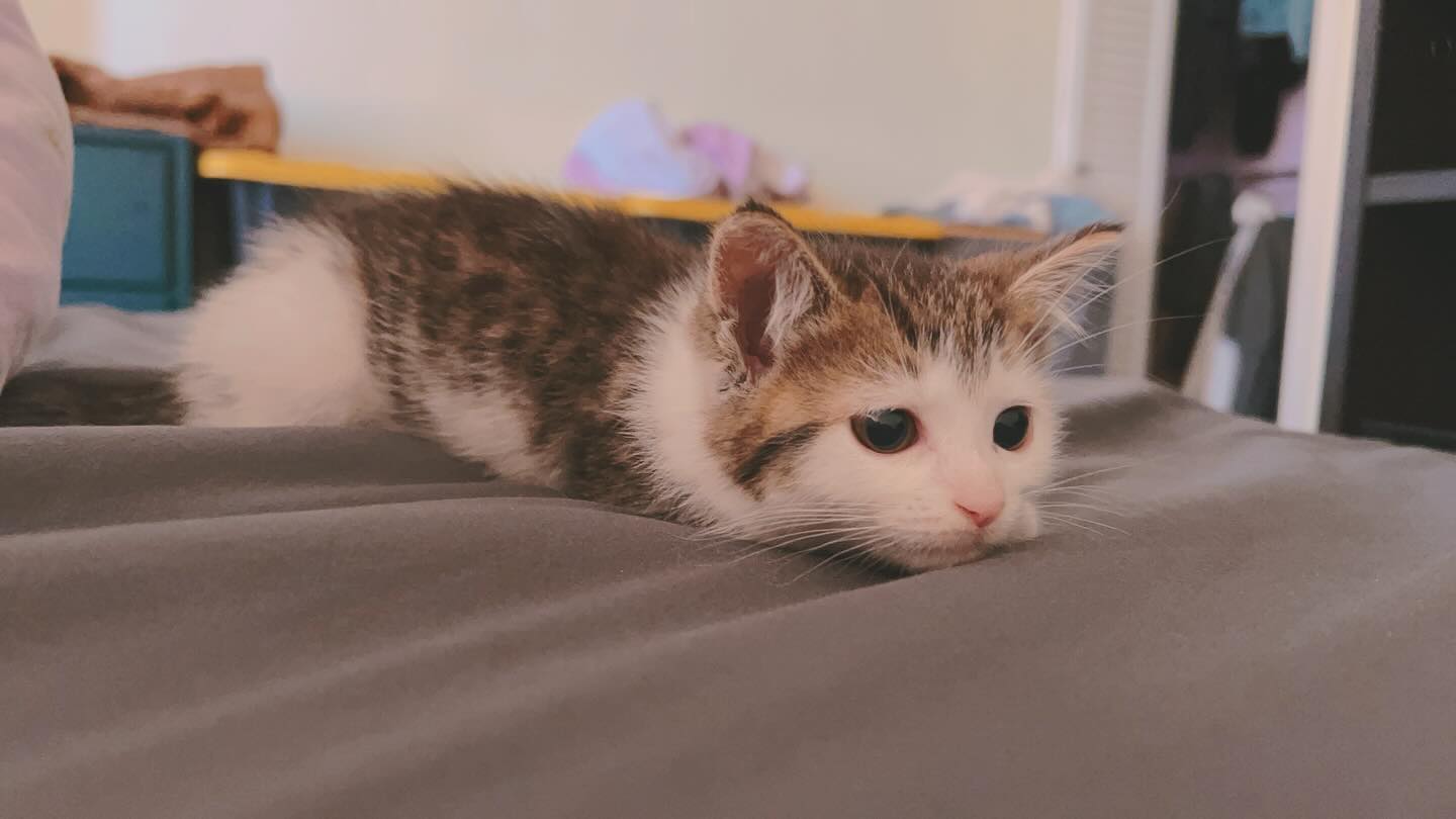 Predator Mode: Activated