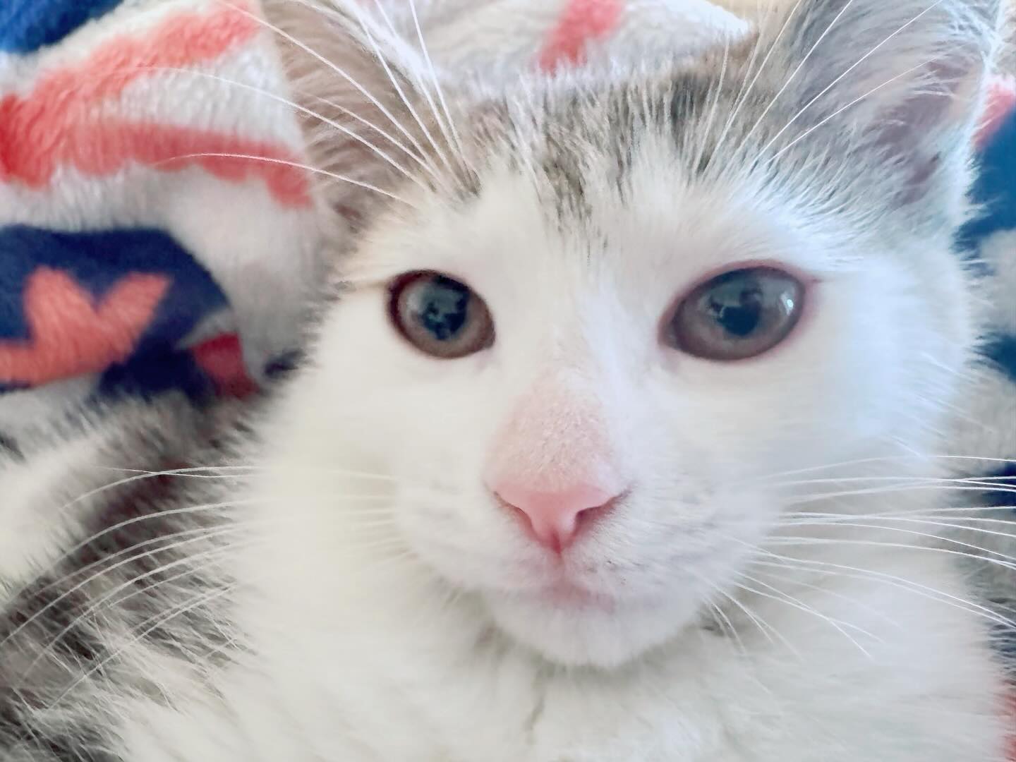 Every Whisker Counts