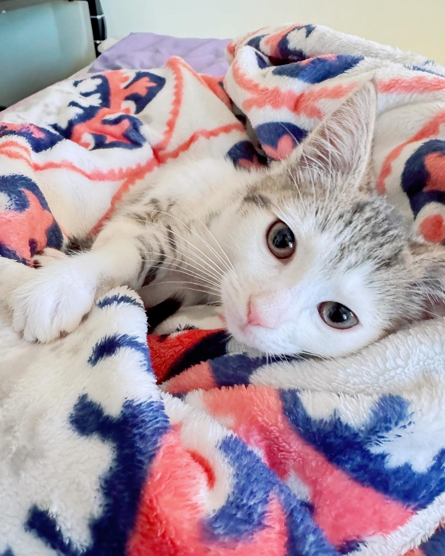 Paw Under Chin, Eyes on You