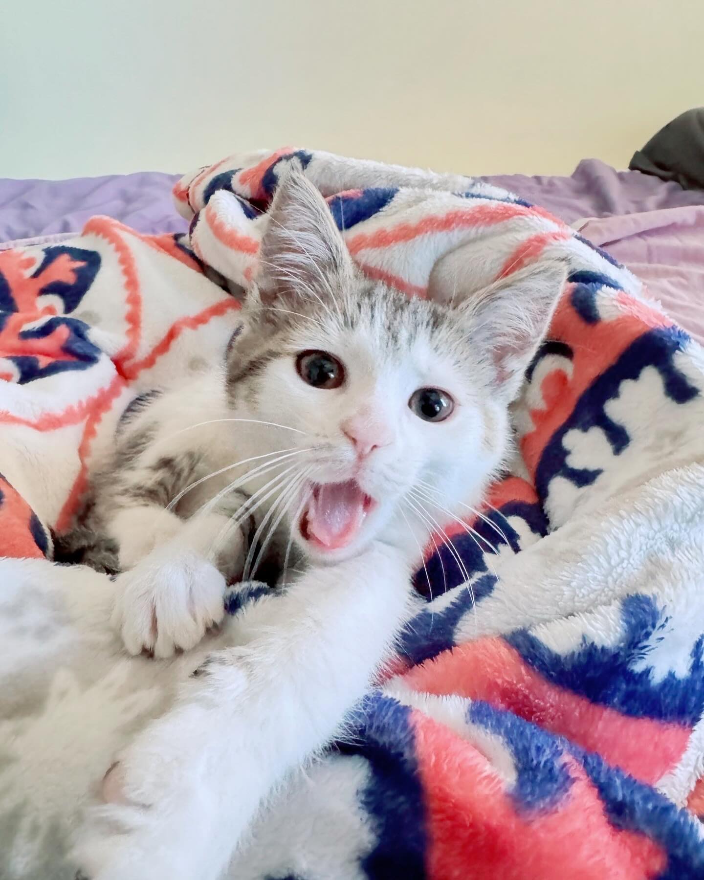 Mid-Yawn, Zero Shame