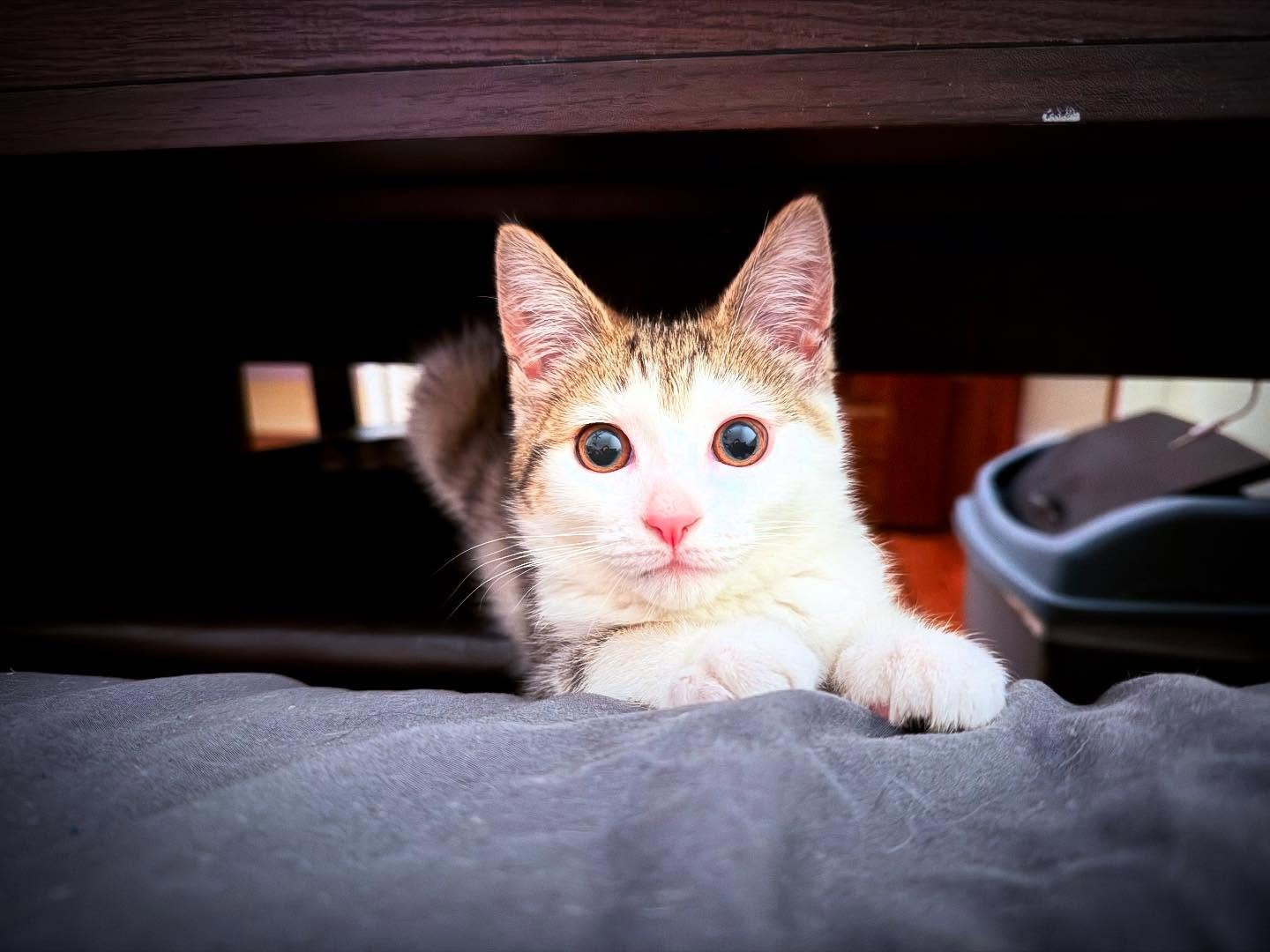 You Didn't See Anything