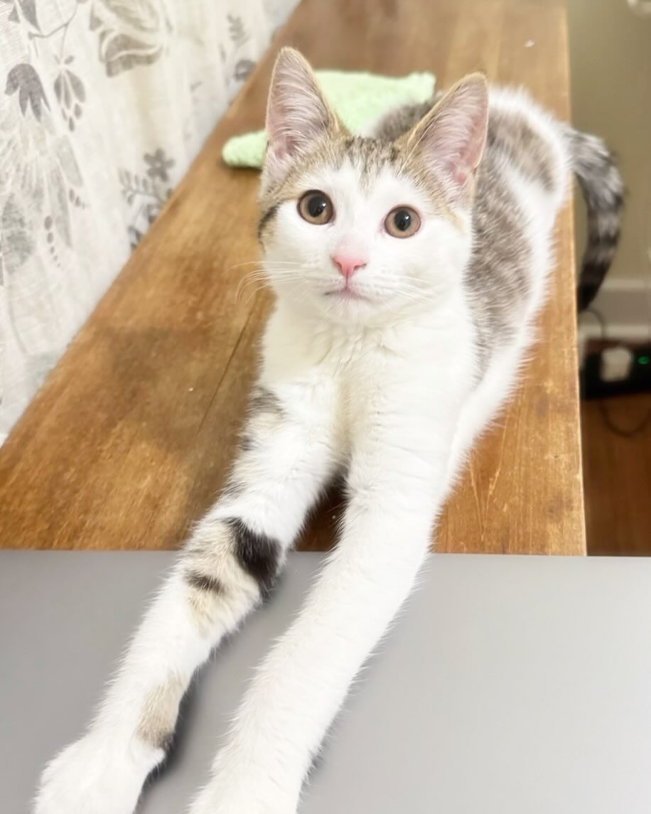 Self-Appointed Work Supervisor