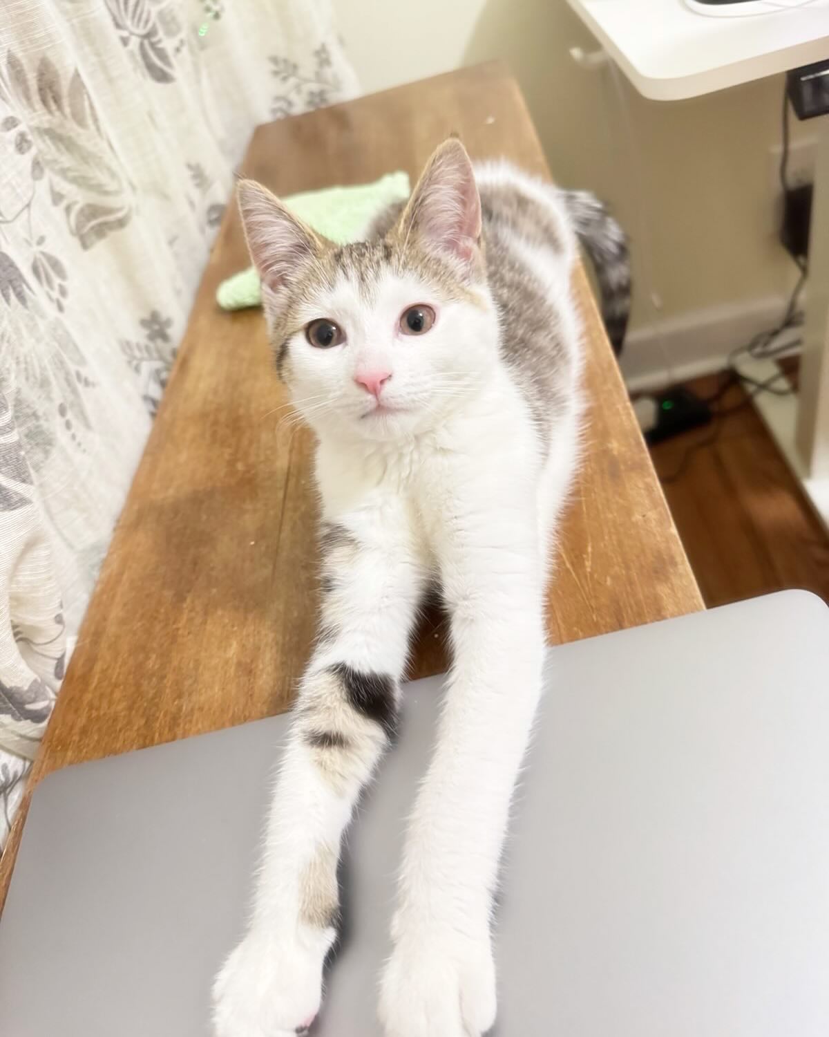 One Paw Away from Sending That Email