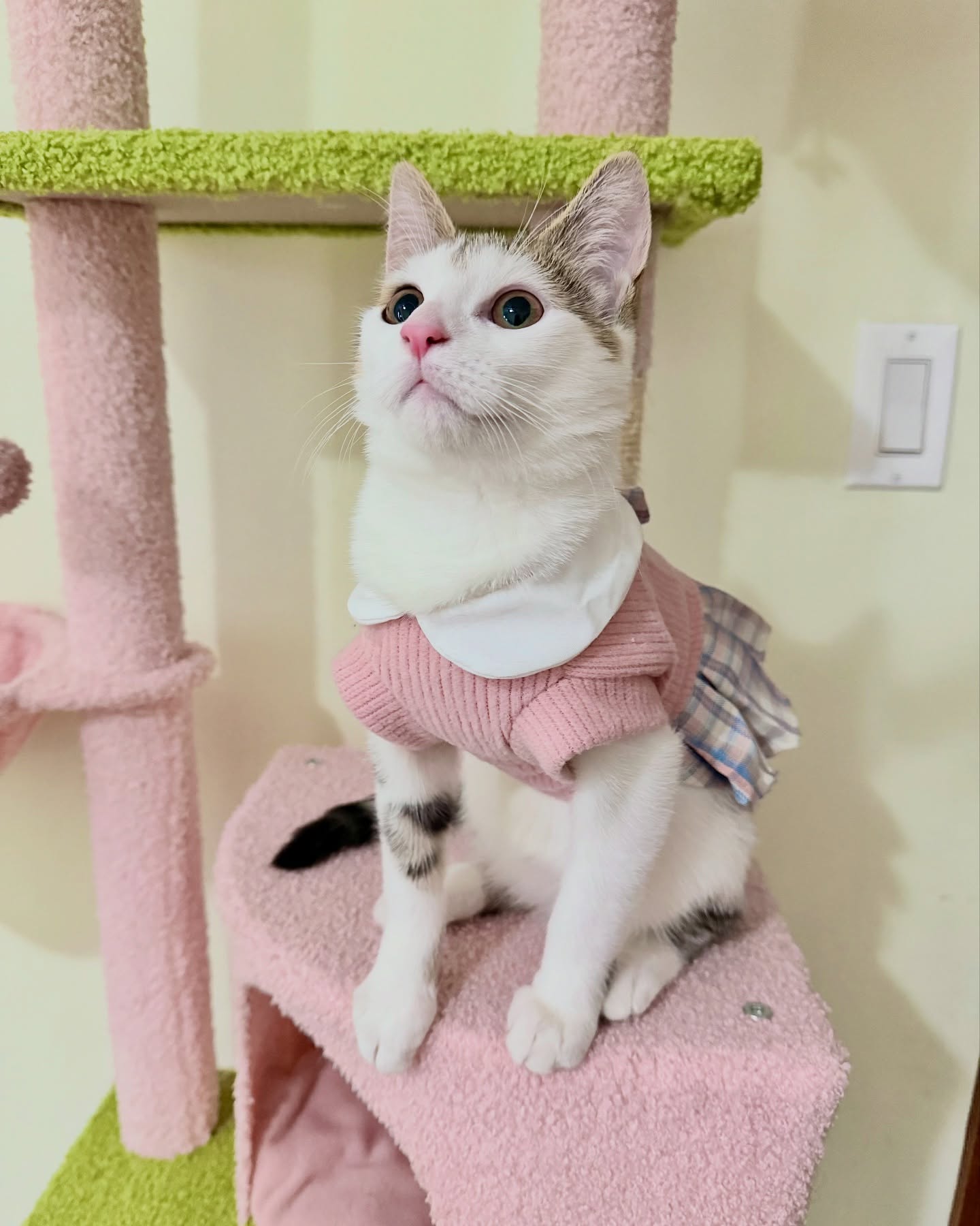Fashion Week: Cat Edition