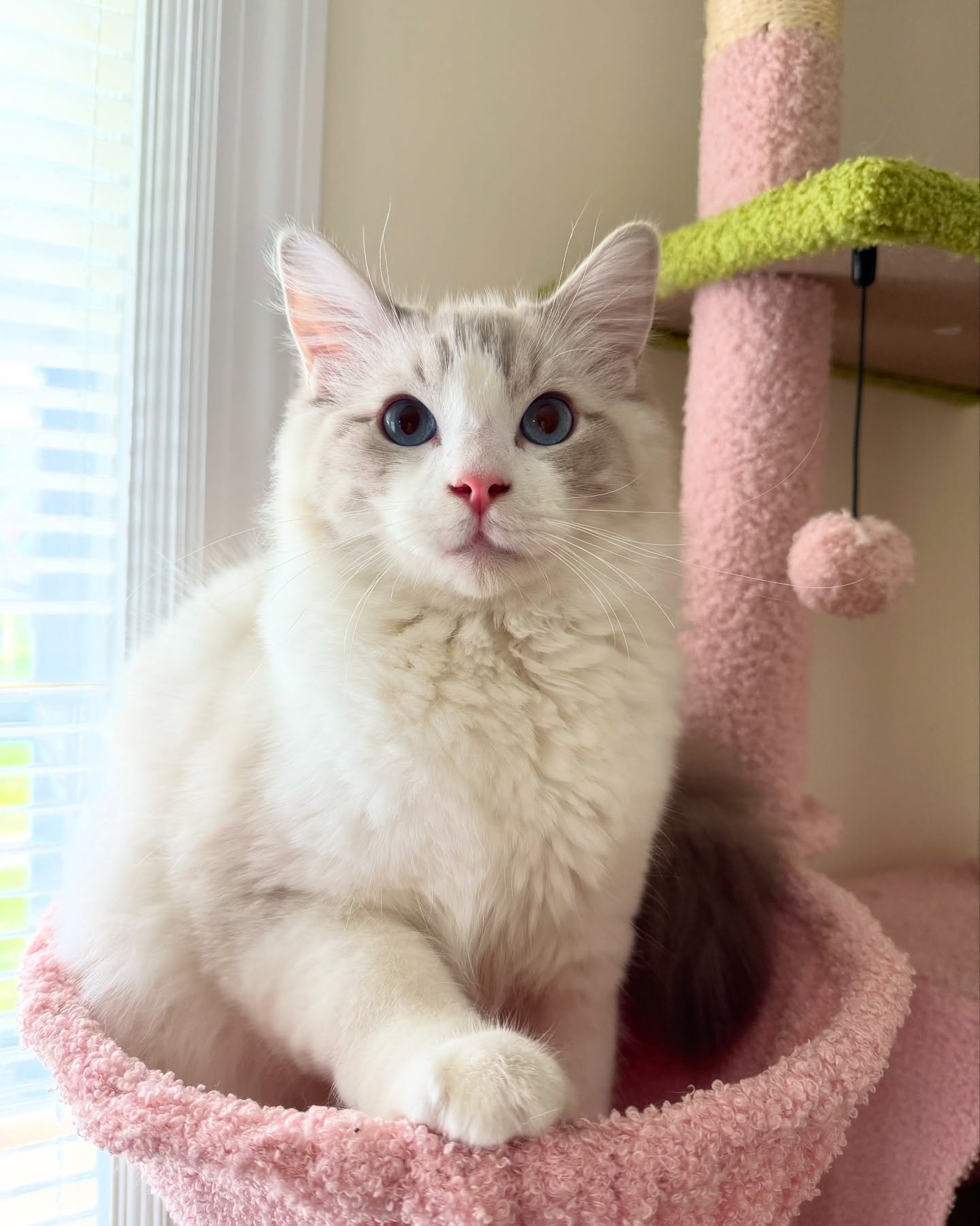 Ragdoll Impersonator