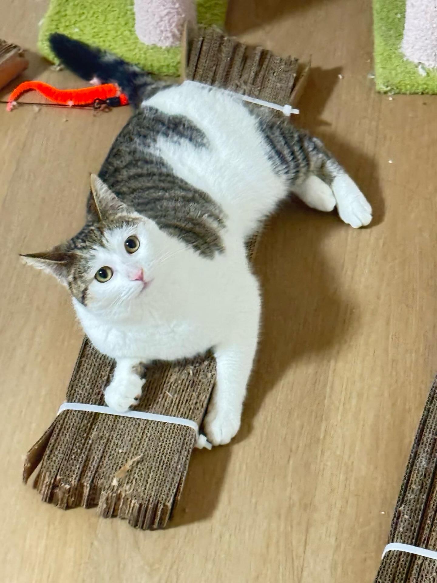 Belly Up, Zero Regrets