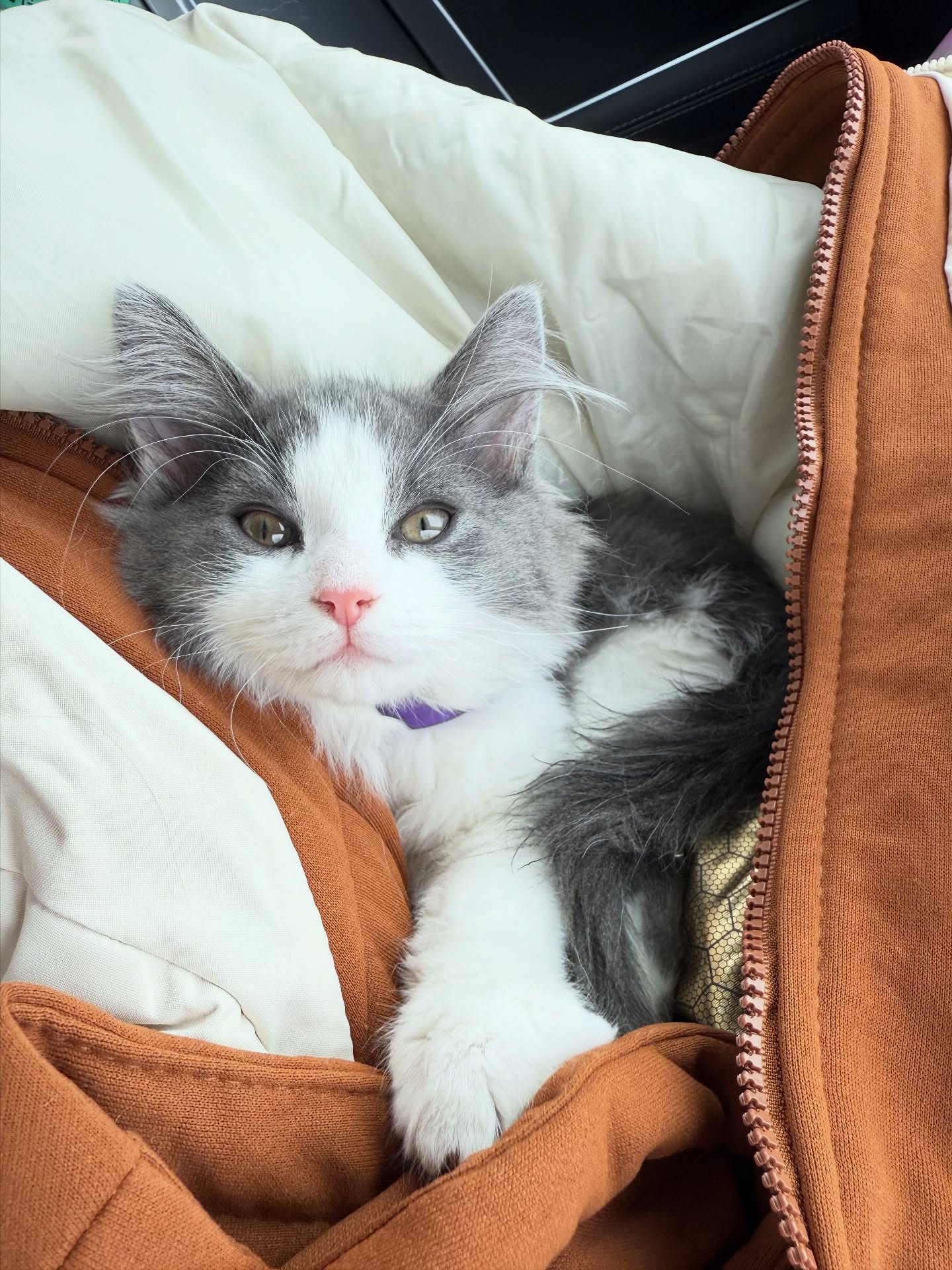 Pocket Cat Acquired