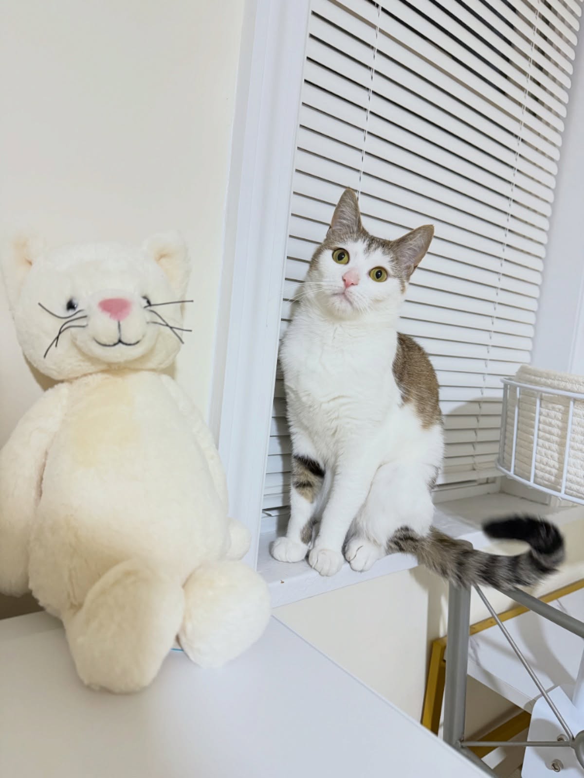 Spot the Real One