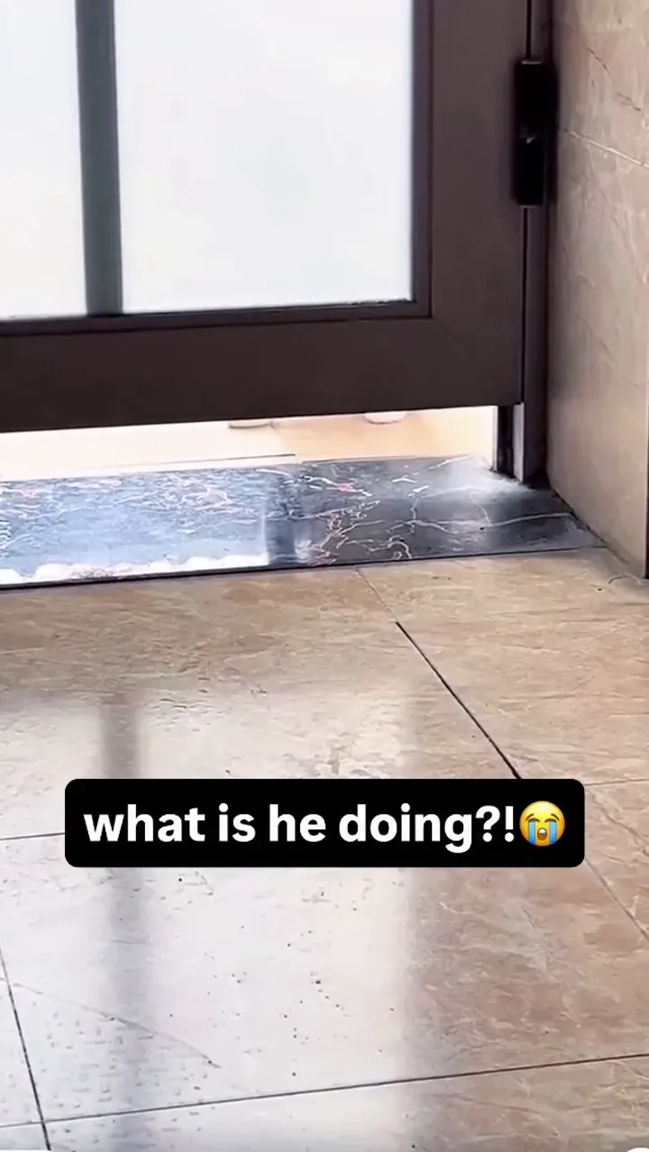 Drama Cat Luna and Toby archive video from August 15, 2026