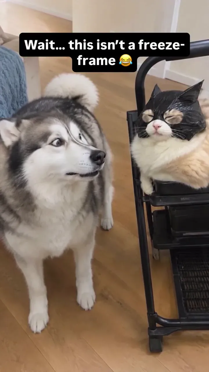 Drama Cat Luna and Toby archive video from August 16, 2026