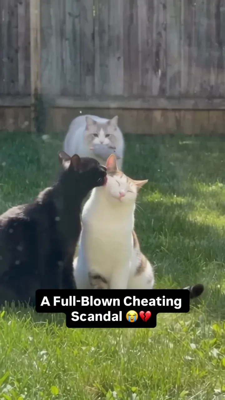 Drama Cat Luna and Toby archive video from August 18, 2026