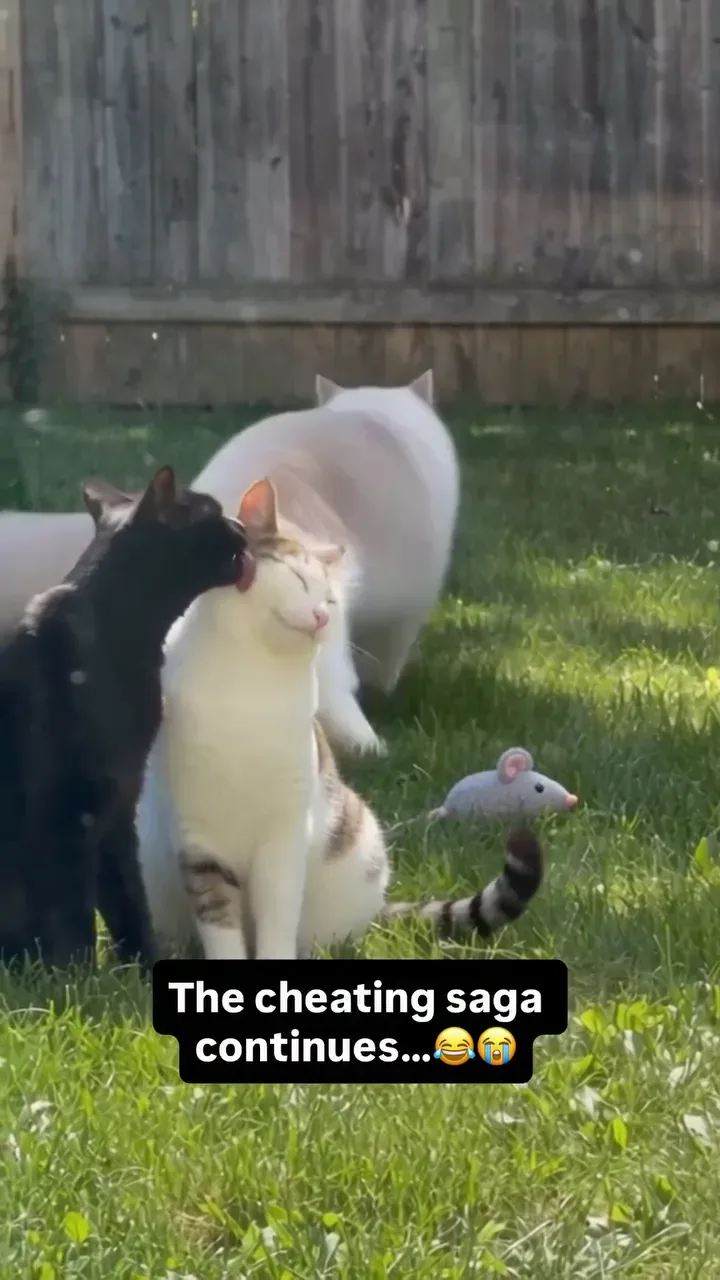 Drama Cat Luna and Toby archive video from August 19, 2026