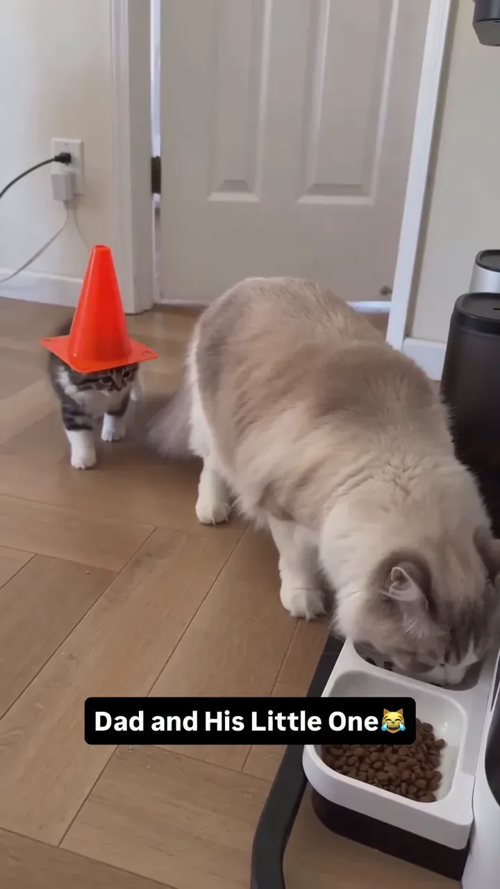 Drama Cat Luna and Toby archive video from August 20, 2026