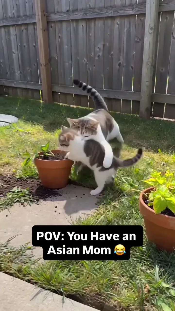Drama Cat Luna and Toby archive video from August 22, 2026