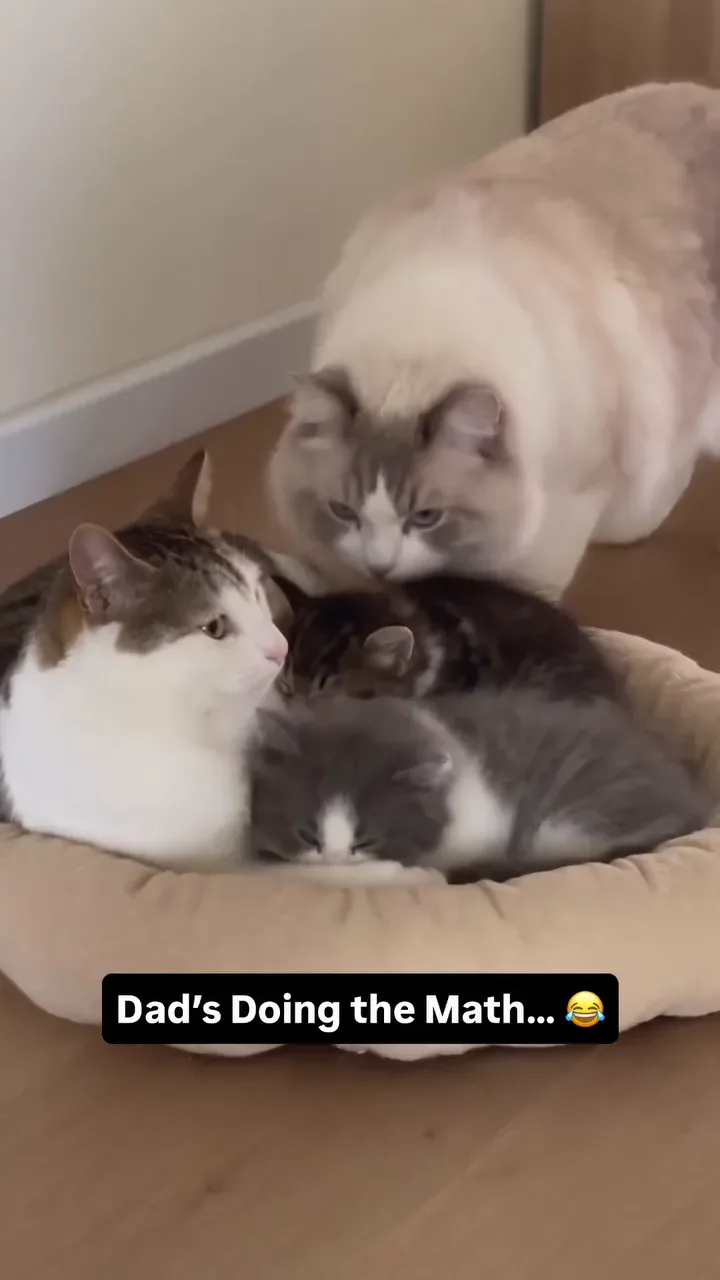 Drama Cat Luna and Toby archive video from August 22, 2026