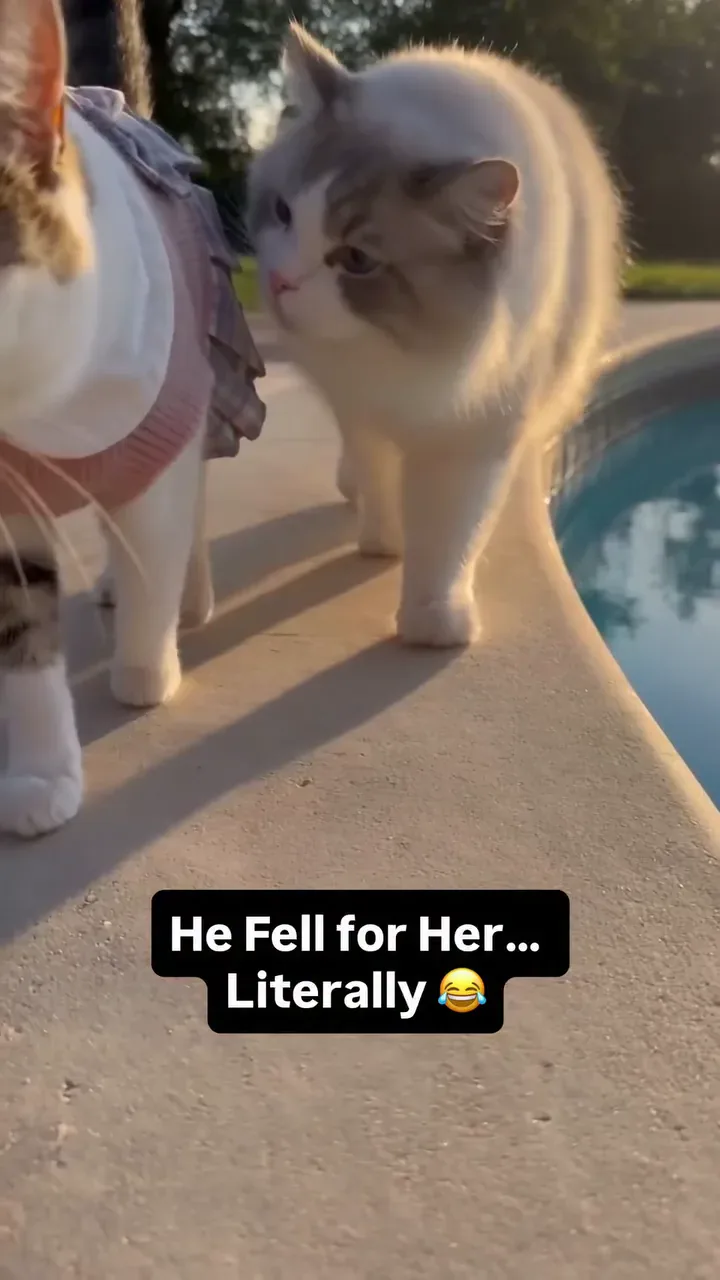 Drama Cat Luna and Toby archive video from August 25, 2026